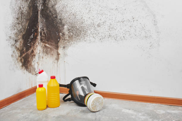 Mold Removal and Inspection in Leonardtown, MD