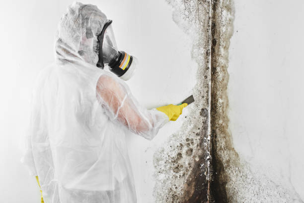 Trusted Leonardtown, MD Mold Removal Experts