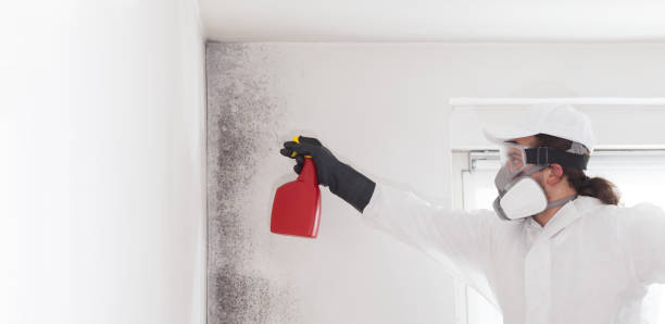 Mold Removal and Inspection in Leonardtown, MD
