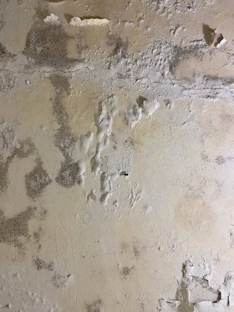 Best Mold Damage Repair  in Leonardtown, MD