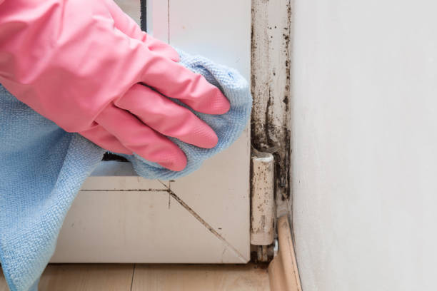Best Residential Mold Removal  in Leonardtown, MD